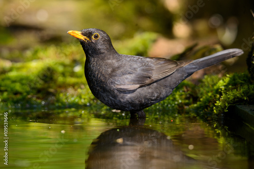 the Blackbird, while taking a bath © Aleksei Zakharov