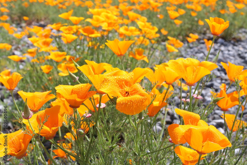 カリフォルニアポピー