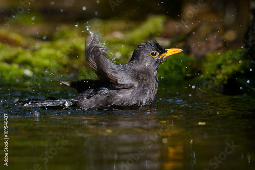 Blackbird taking a bath in the spring