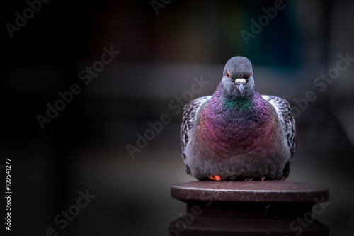 Art Pigeon closeup stand on pole