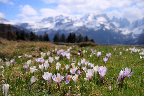 Fioritura di crocus a malga Ritorto, primavera nelle Dolomiti di Brenta