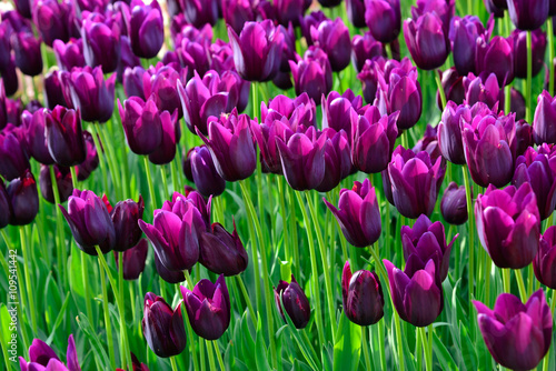 Field of purple tulips #109541442