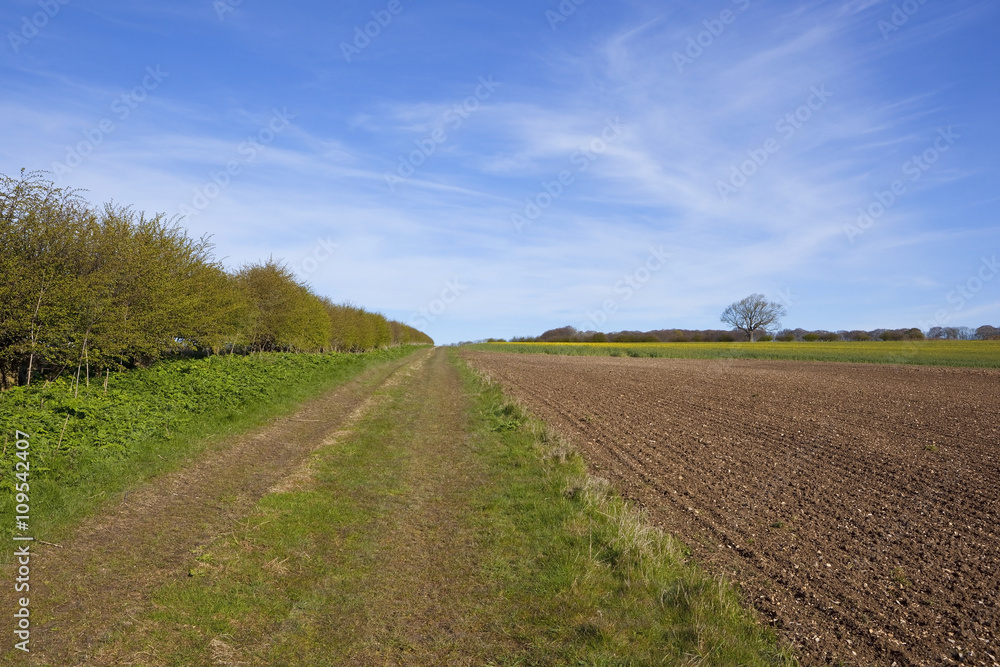 yorkshire wolds farm track in springtime yorkshire wolds farm track in springtime