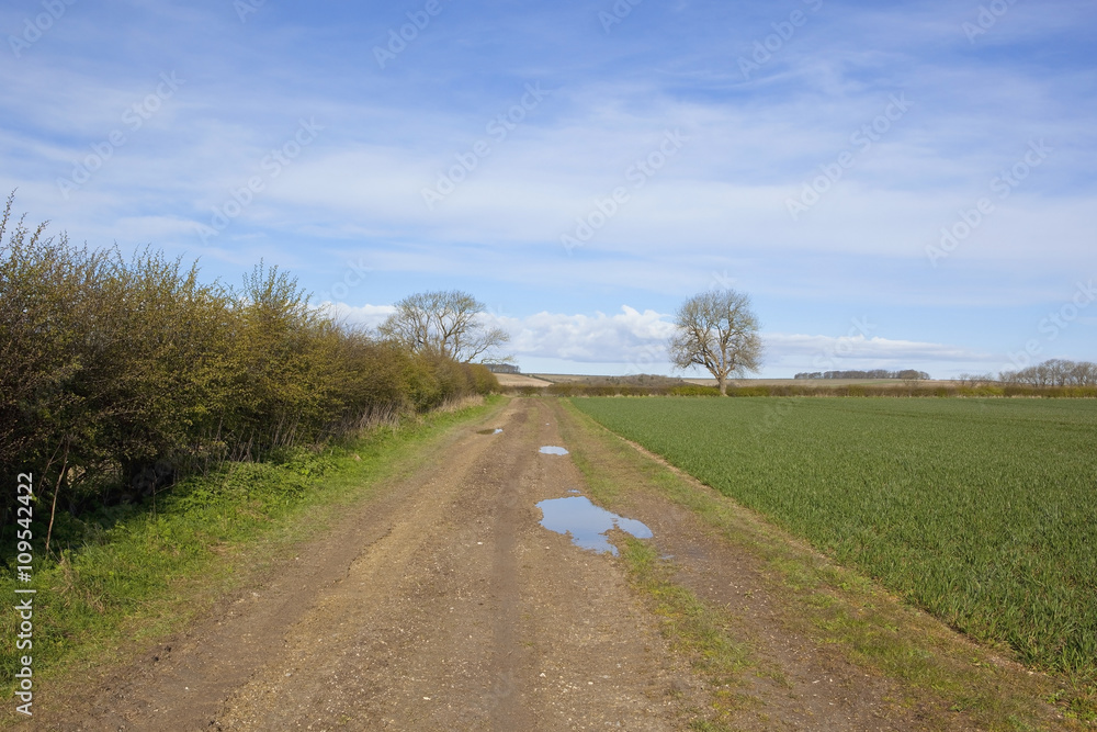 muddy yorkshire wolds farm track in springtime