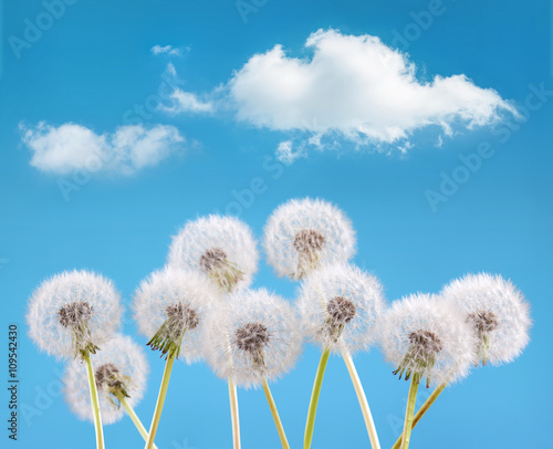 dandelion flower on cloud sky background  spring landscape concept