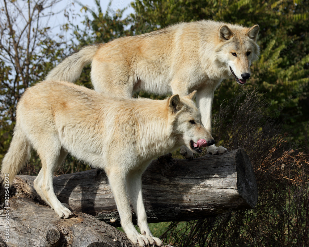 Fototapeta premium Two blond wolves on logs