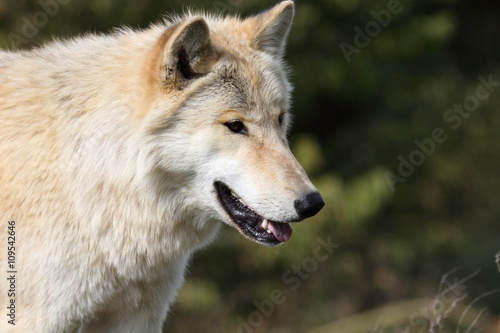 Close-up of a blond wolf