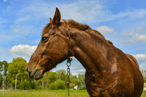 коричневая лошадь ест траву на зеленом поле