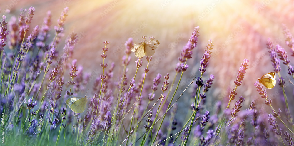 Obraz premium Butterflies on lavender flower