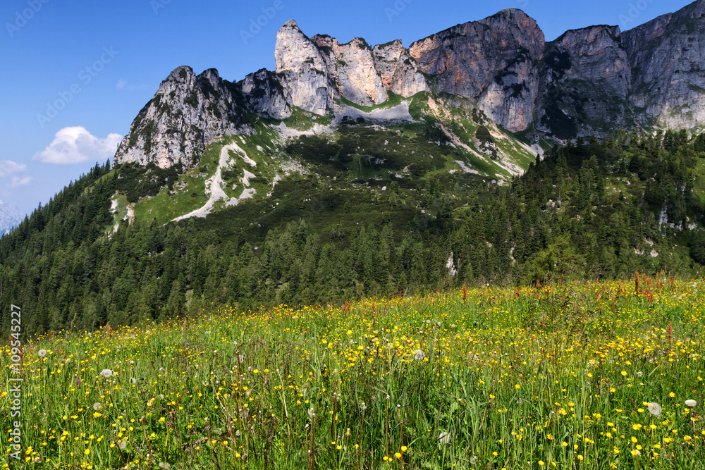 Mountain alpine meadow with wildflowers in the Rofan mountains. Austria, Tirol. Mountain alpine meadow with wildflowers in the Rofan mountains. Austria, Tirol.