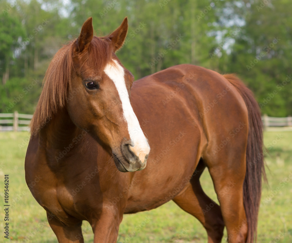 older Arabian brown and white mature horse in pasture standing relaxed side view content older Arabian brown and white mature horse in pasture standing relaxed side view content