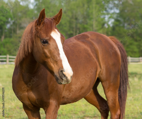 older Arabian brown and white mature horse in pasture standing relaxed side view content