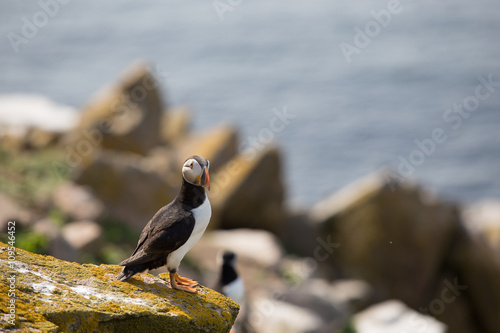 Puffins on the edge of the cliff, Saltees Island, Ireland photo