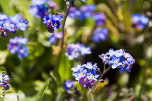 Forget Me Not Flowers