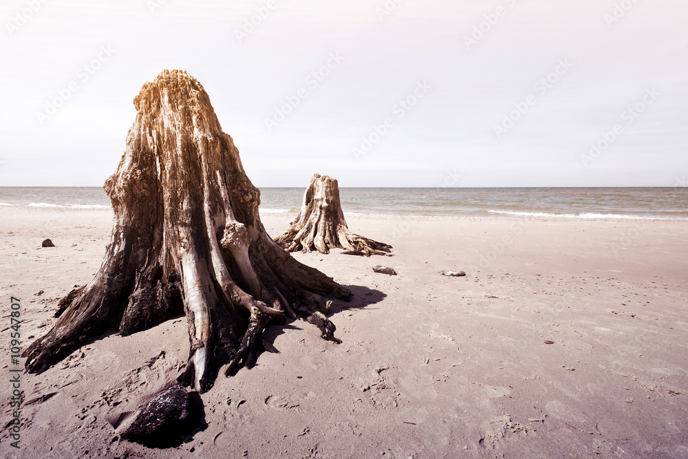 Dead tree trunks in Slowinski National Park.