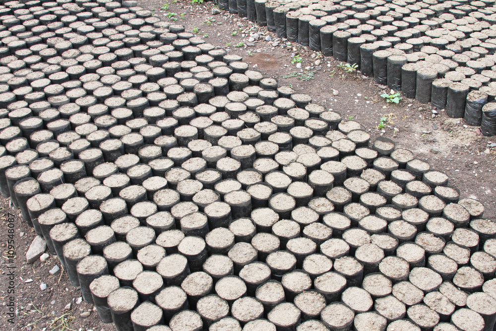 Fototapeta premium Many Individual Plastic Containers with Soil for Seedlings