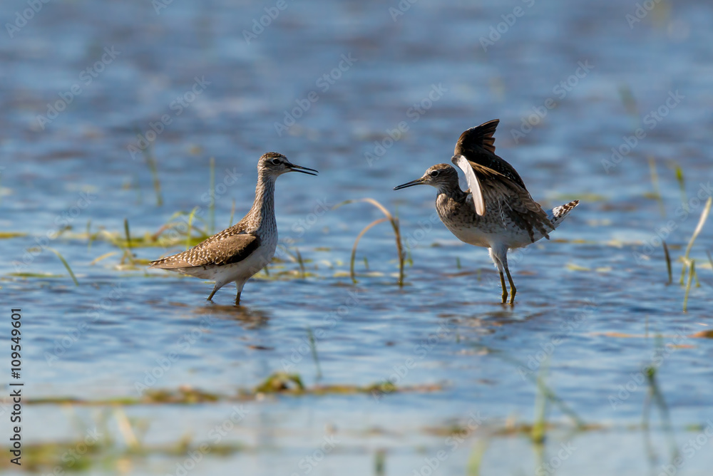 Bruchwasserläufer (Tringa glareola) in freier Natur im Barnim, Brandenburg Bruchwasserläufer (Tringa glareola) in freier Natur im Barnim, Brandenburg