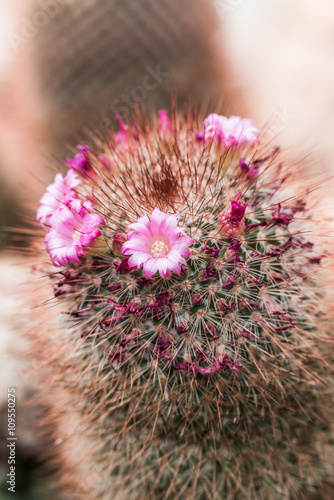 Flower of Melocactus sp. photo