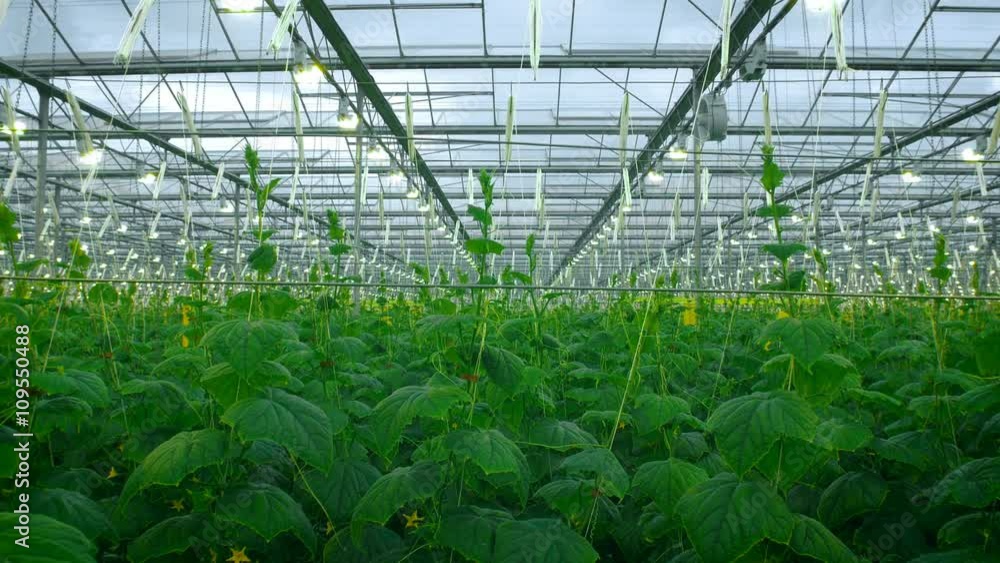 Green Crop Growing In Very Large Modern Greenhouse Green Crop Growing In Very Large Modern Greenhouse