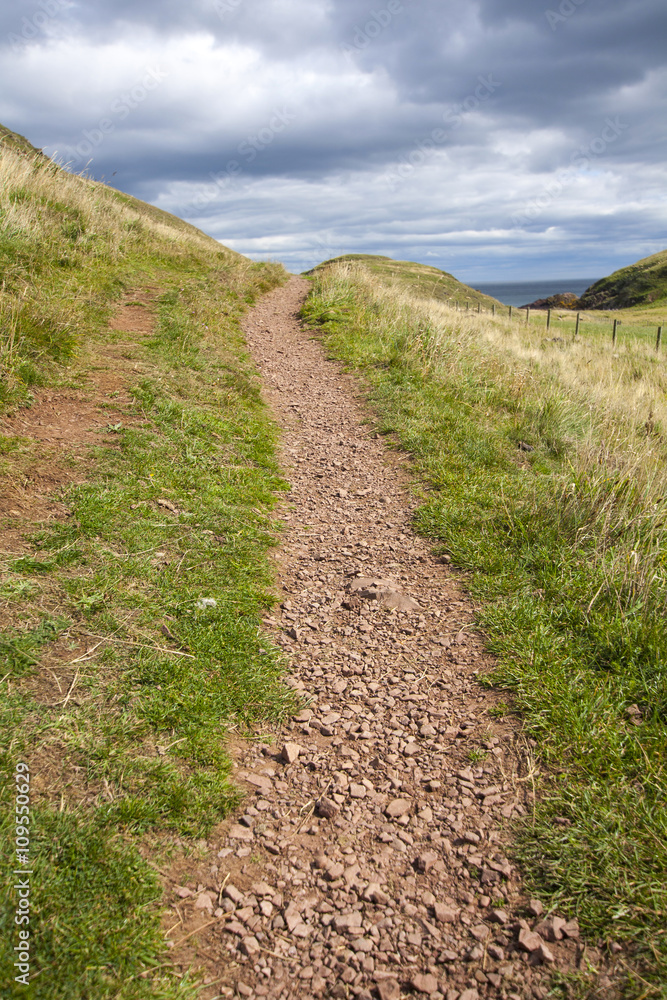 Summer background with green grass and a path close up Summer background with green grass and a path close up