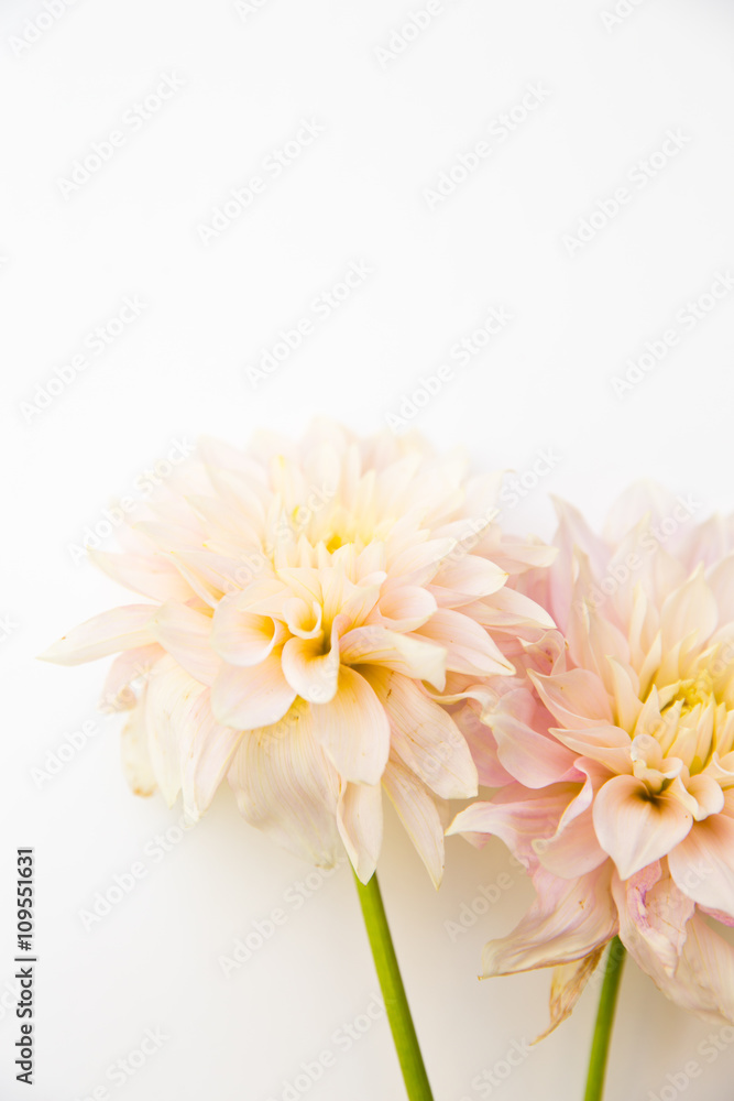 Two pink dahlias on white background Two pink dahlias on white background