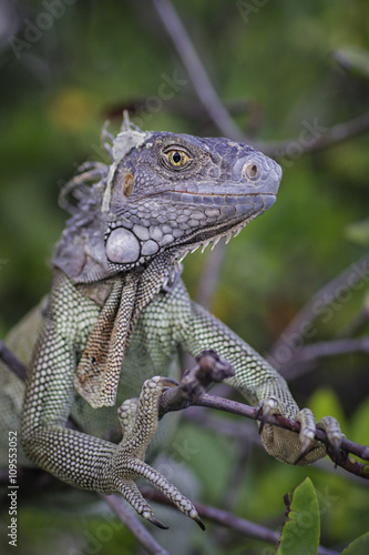 Iguana on branch looking at camera smiling, St. Croix, US Virgin Islands photo