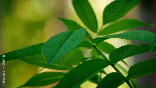 Wallpaper Mural Plant In Breeze In Forest Shallow Focus Torontodigital.ca