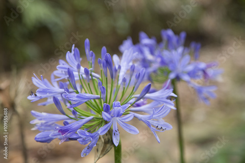 Beautiful blue agapanthus flower photo