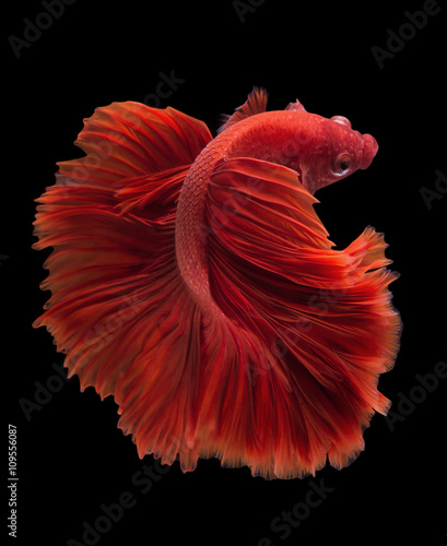 Obraz na płótnie Halfmoon betta fish