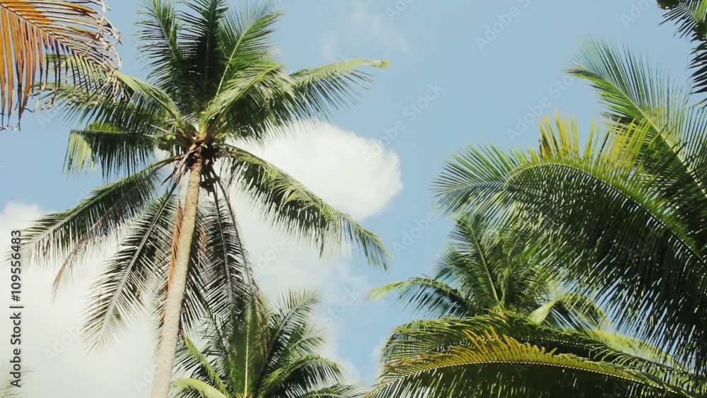 Palm trees on blue sky with tropical sounds. Thailand. Palm trees on blue sky with tropical sounds. Thailand.