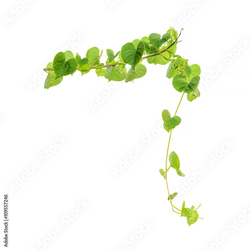 Vine Branch, Vine leaves on white background