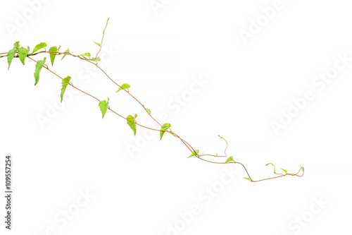 Vine Branch, Vine leaves on white background