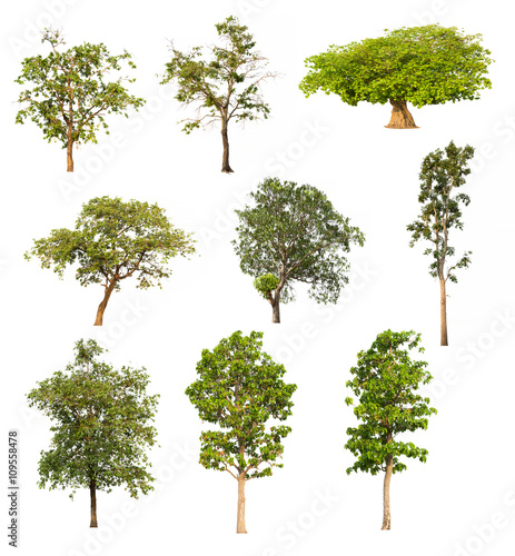 Tree collection set isolated on white background