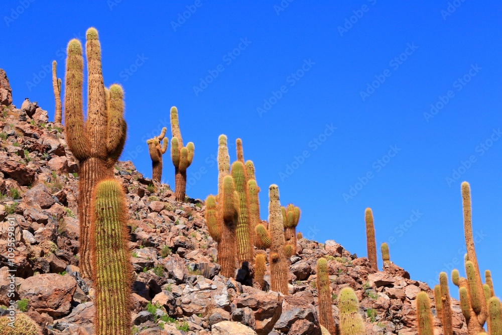 アタカマ砂漠のサボテン Stock Photo Adobe Stock アタカマ砂漠のサボテン Stock Photo Adobe Stock
