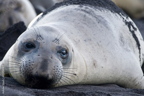 Surface portrait of northern elephant seal on beach at Guadalupe Island, Mexico photo