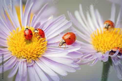 ladybugs on a camomile