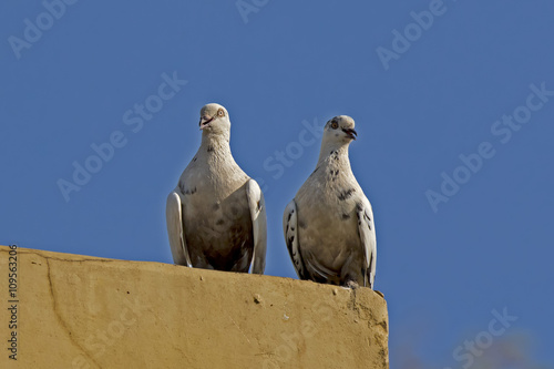 Rock Dove AKA Common Pigeon (Columba livia ) Mannar Island, Sri Lanka