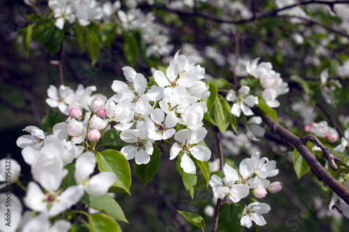 Deep apple tree branches with many white flowers blossom in spring on sunny day closeup © DyMaxFoto
