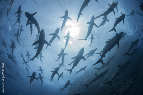 Underwater silhouetted view of silky sharks gathering in spring for mating rituals, Roca Partida, Revillagigedo, Mexico photo