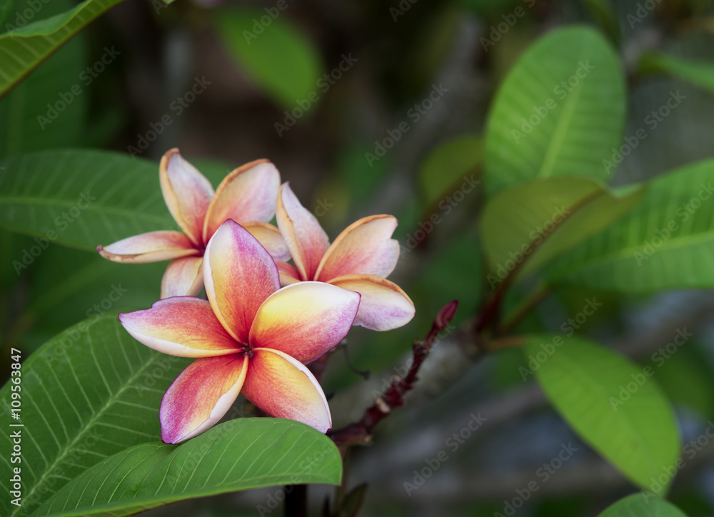 Fototapeta premium Plumeria spp