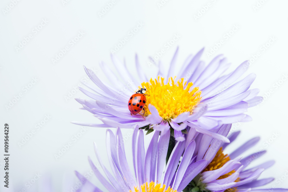 ladybug on camomile