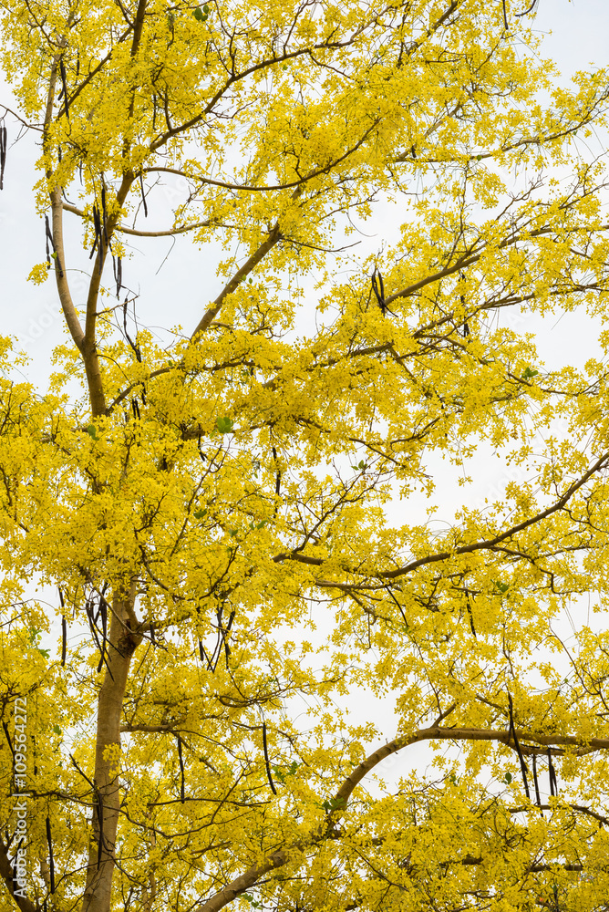 Cassia fistula flower, Golden shower flower Cassia fistula flower, Golden shower flower