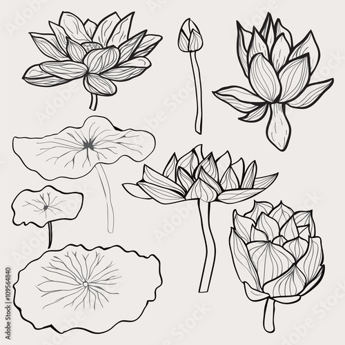 Fototapeta Naklejka Na Ścianę i Meble -  Beautiful monochrome hand drawn lotus flowers and leaves.