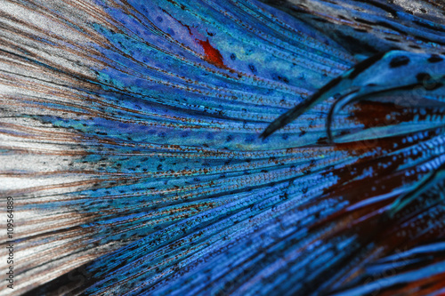 Texture of tail siamese fighting fish © bajita111122