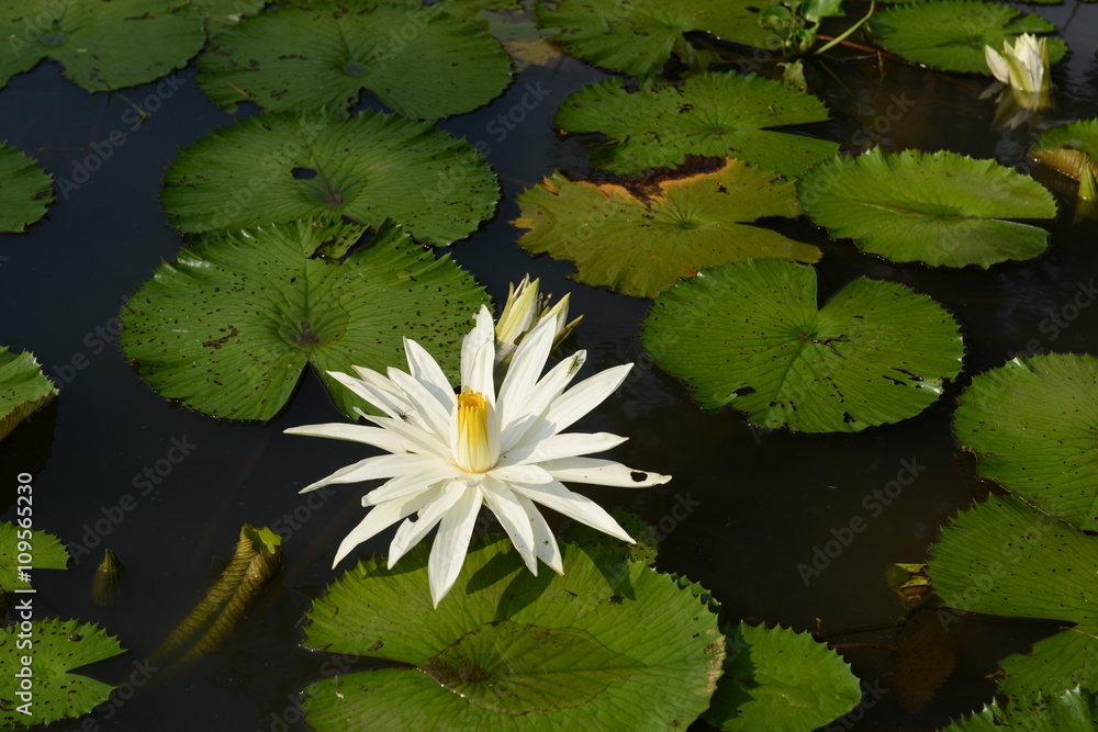 White lotus, Korat Thailand A white lotus flower refers to purity of the mind and the spirit. White lotus, Korat Thailand A white lotus flower refers to purity of the mind and the spirit.