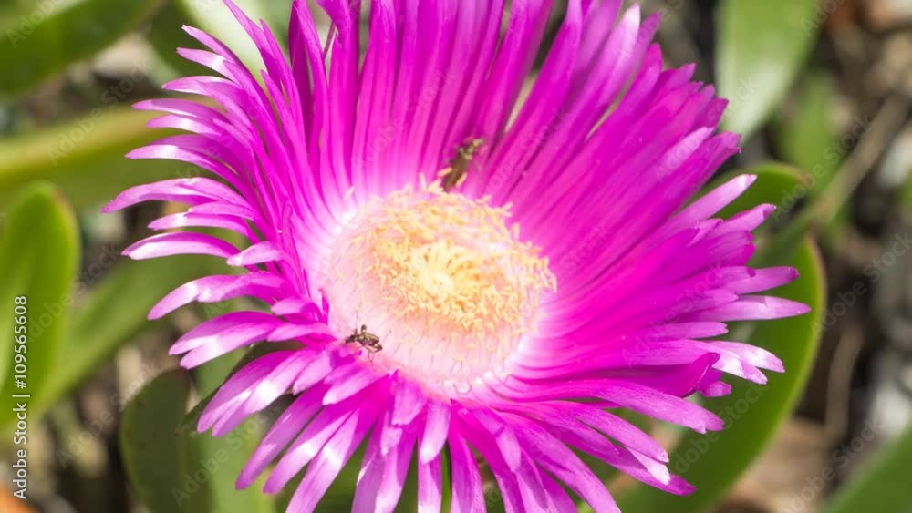 Pink flower blooming time lapse Pink flower blooming time lapse