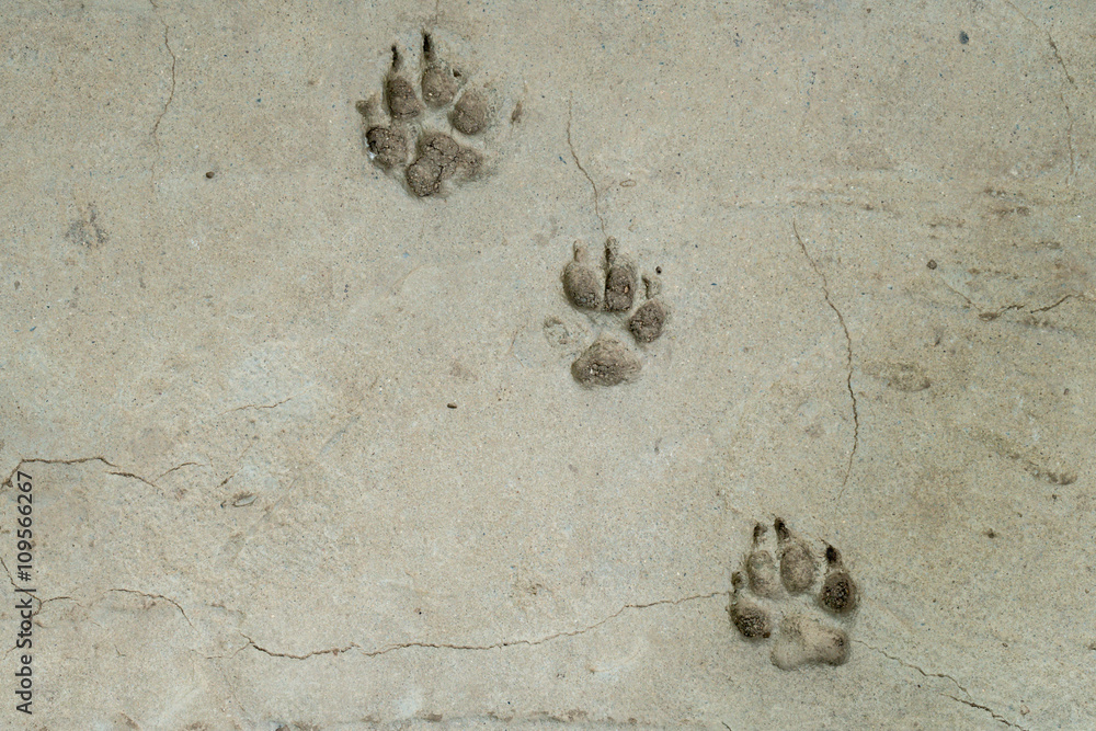 Obraz premium Dog foot print