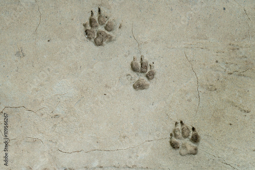 Dog foot print
