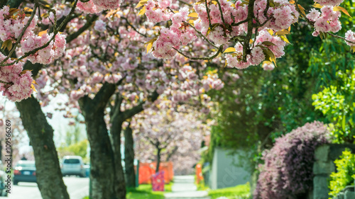 cheery blossom around the city,Vancouver BC Canada