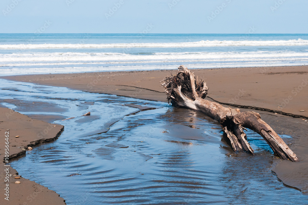 Wild beach with driftwood in the foreground. Central America. Costa Rica Wild beach with driftwood in the foreground. Central America. Costa Rica